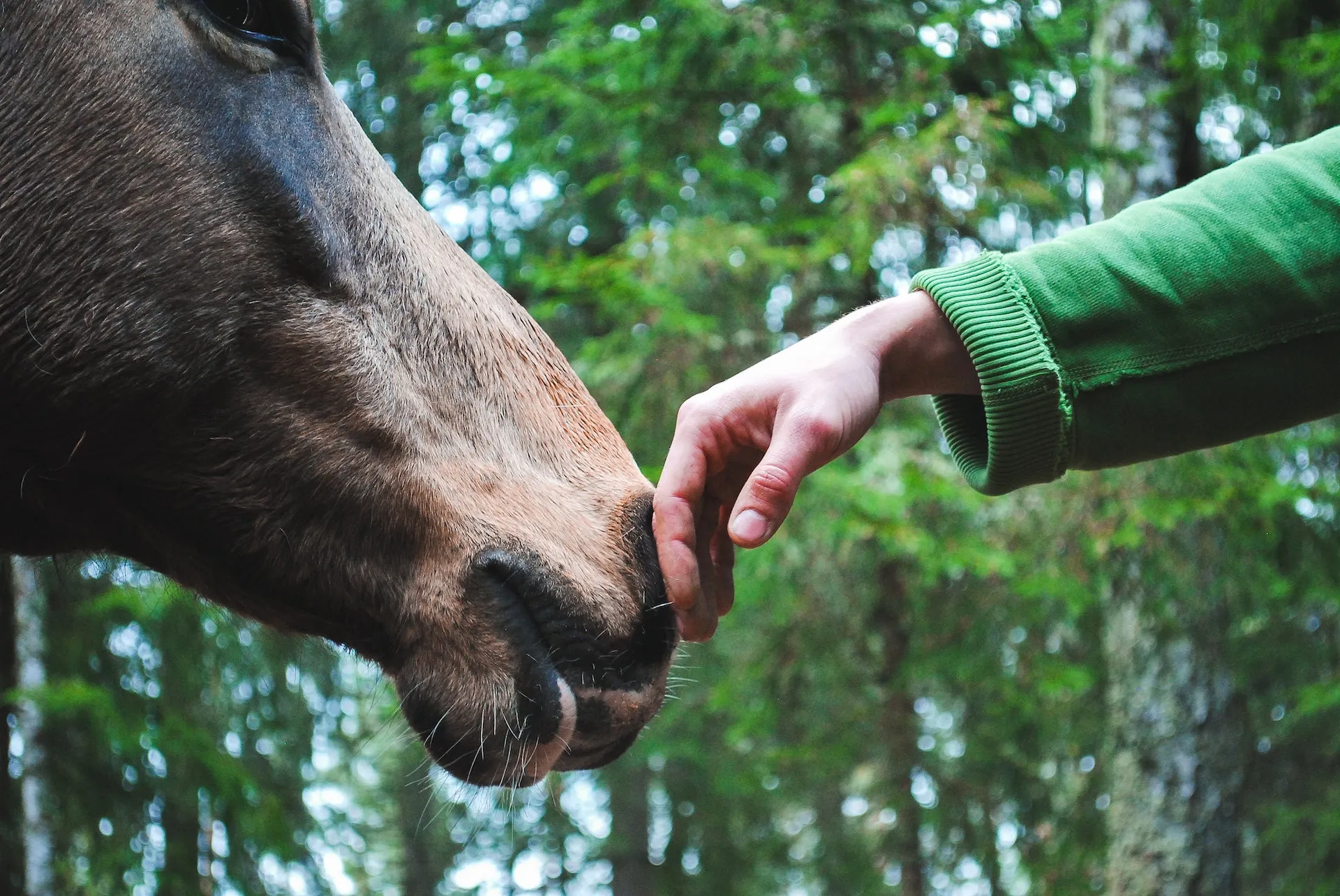 Main tendue vers un cheval en forêt